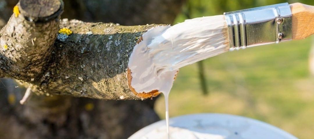 محافظ تنه درختی شهری