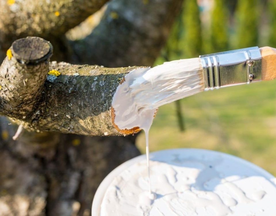 محافظ تنه درختی شهری